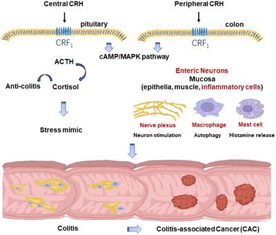 Role of CRH in colitis and colitis-associated cancer: a combinative result of central and peripheral effects?